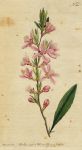 Dwarf Almond, Curtis, 1791