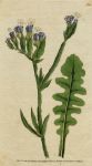 Thrift / Sea Lavender, Curtis, 1791