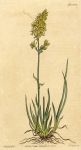 unidentified plant, Curtis, 1818