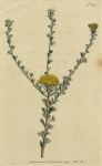 Fan-leaved Tansy, Curtis, 1818