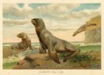 Hooker's Sea Lion, 1890