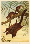 Flying Squirrel, 1890