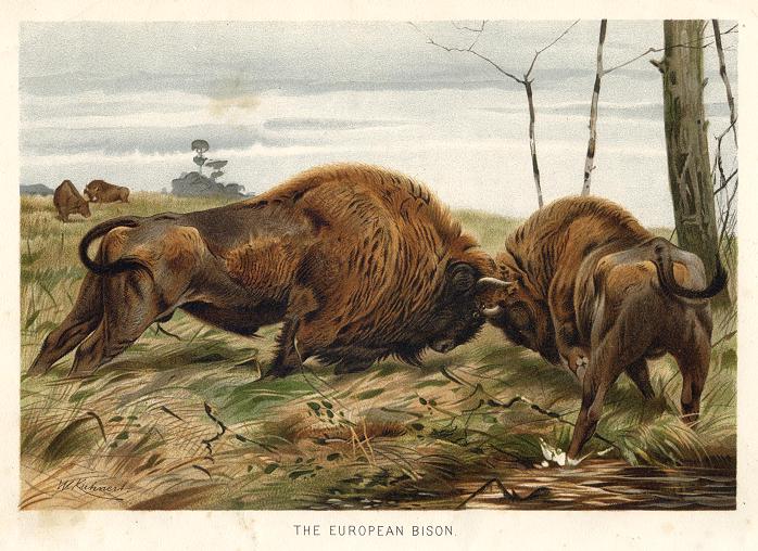 European Bison, 1890