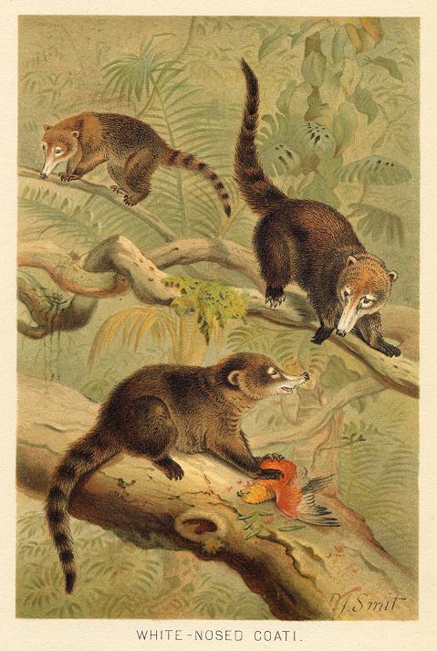 White-Nosed Coati, 1890