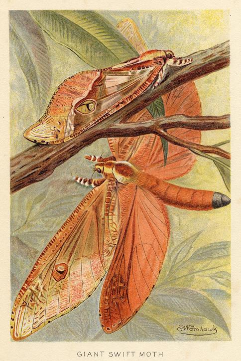 Giant Swift Moth, 1890