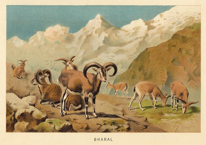 Bharal, 1890