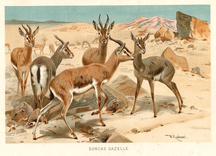 Dorcas Gazelle, 1890