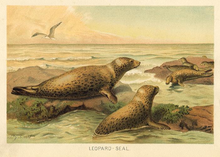 Leopard Seal, 1890