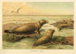 Leopard Seal, 1890