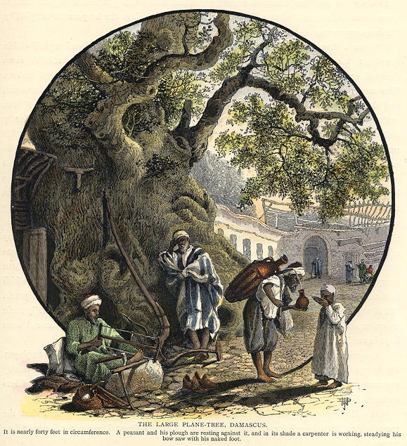 Syria, large Plane Tree at Damascus, 1880