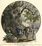 Syria, large Plane Tree at Damascus, 1880