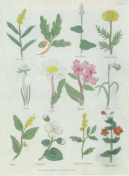 Various plants, Culpepper's Herbal, about 1824