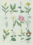 Various plants, Culpepper's Herbal, about 1824