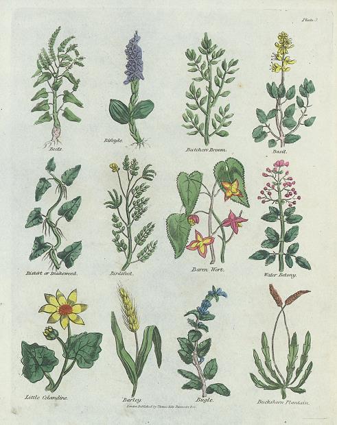 Various plants, Culpepper's Herbal, about 1824