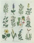 Various plants, Culpepper's Herbal, about 1824