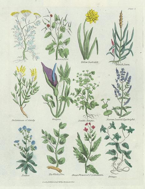 Various plants, Culpepper's Herbal, about 1824