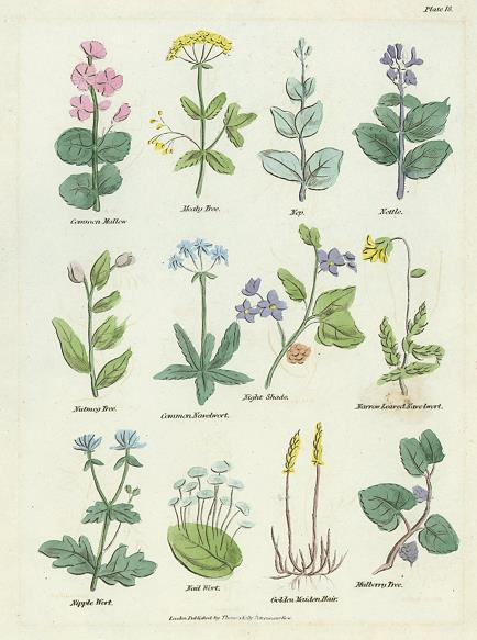 Various plants, Culpepper's Herbal, about 1824