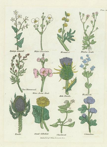 Various plants, Culpepper's Herbal, about 1824