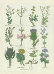 Various plants, Culpepper's Herbal, about 1824