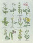 Various plants, Culpepper's Herbal, about 1824