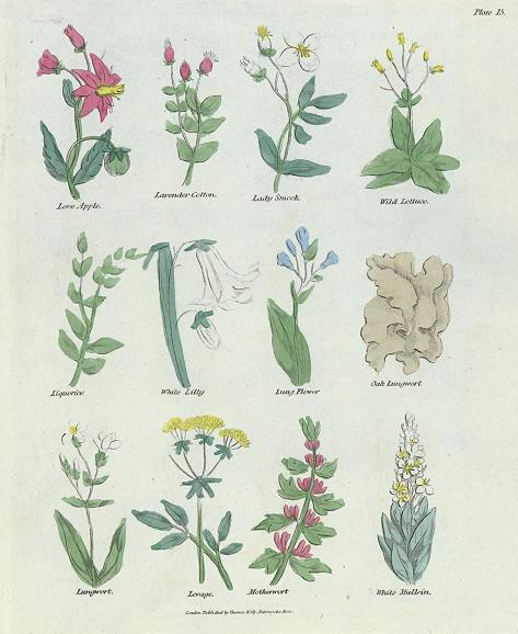 Various plants, Culpepper's Herbal, about 1824