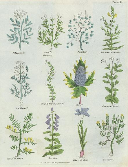 Various plants, Culpepper's Herbal, about 1824