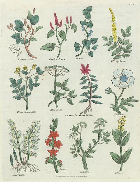 Various plants, Culpepper's Herbal, about 1824