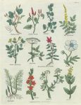 Various plants, Culpepper's Herbal, about 1824