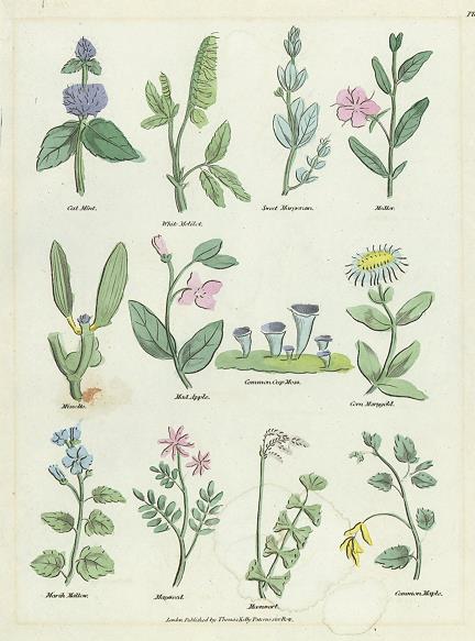 Various plants, Culpepper's Herbal, about 1824