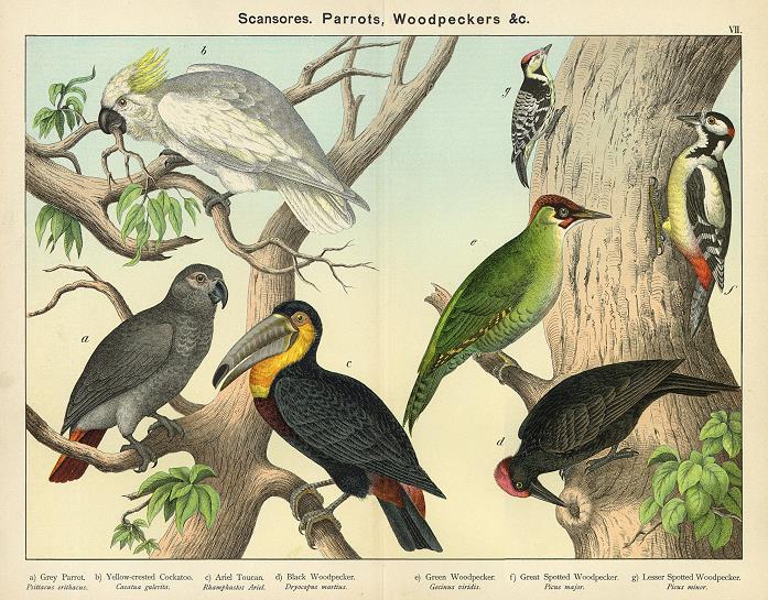Scansores, Parrots, Woodpeckers, 1889