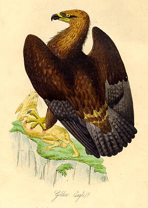 Golden Eagle, 1835