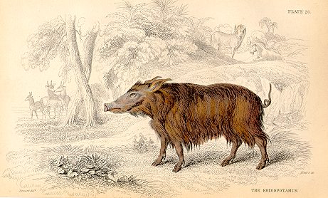 Koiropotamus (hog?), South Seas,  1845