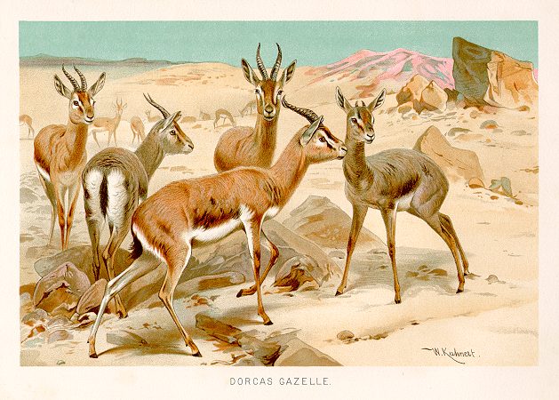 Dorcas Gazelle, 1893