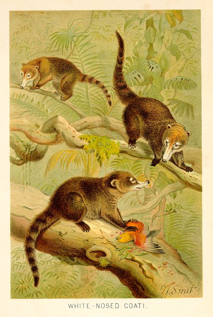 Coati, 1893