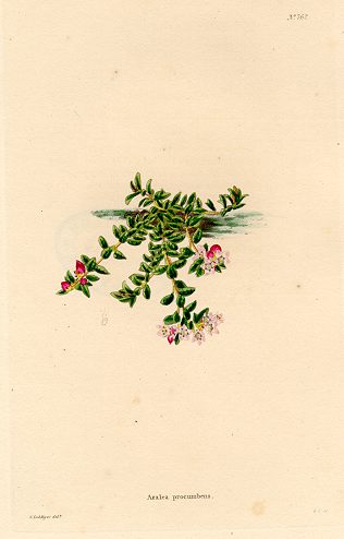 Azalia procumbens, (Europe), 1823