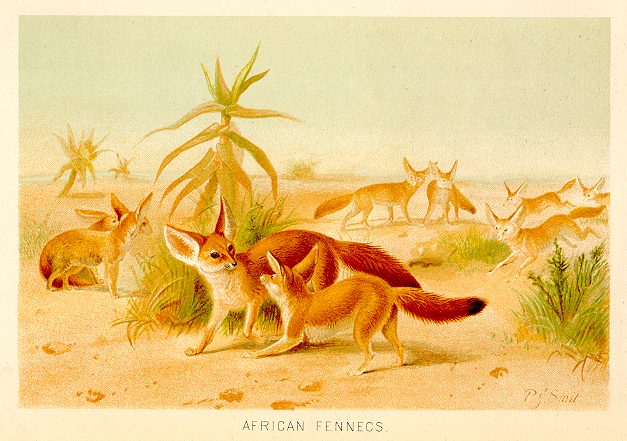 African Fennecs, 1893