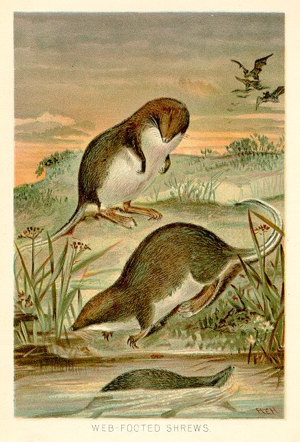 Web-Footed Shrews, 1893