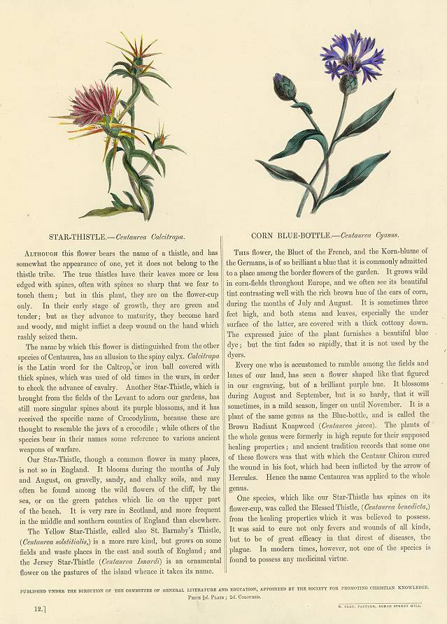 Star-Thistle & Corn Blue-Bottle, 1853