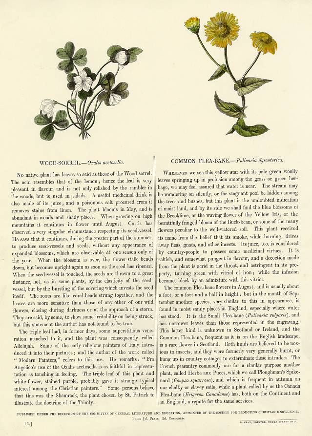 Wood-Sorrel & Common Flea-Bane, 1853