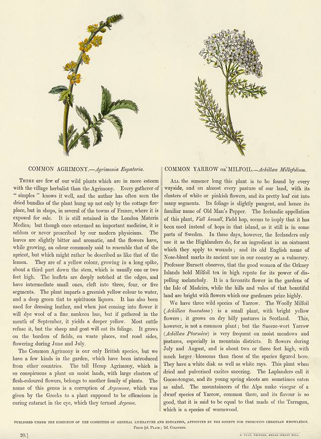 Common Agrimony & Common Yarrow, 1853