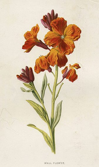 Old and antique prints and maps: Wallflower, 1895, Botanical, antique ...