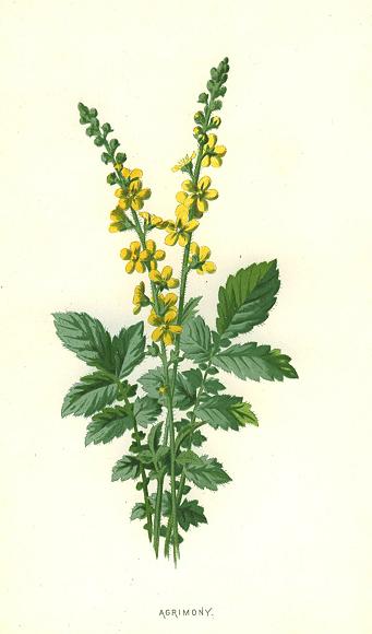 Agrimony, 1890