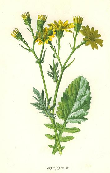 Water Ragwort, 1890