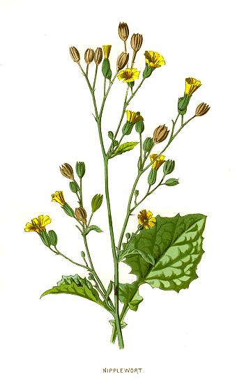 Nipplewort, 1890