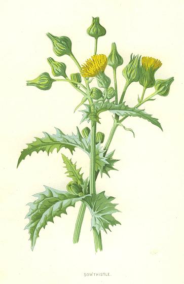 Sowthistle, 1890