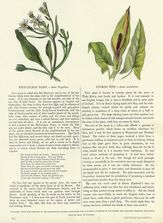 Michaelmas Daisy & Cuckoo Pint, 1853