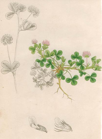 Unidentified Trifolium, Sowerby, 1839