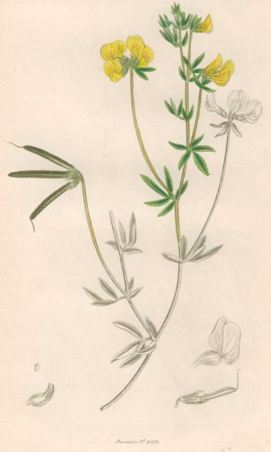 Unidentified Lotus, Sowerby, 1839