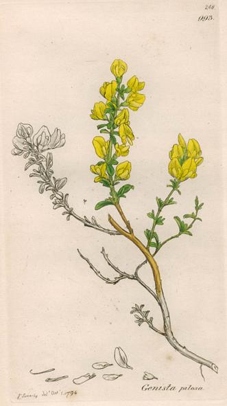 Genista pilosa, Sowerby, 1839