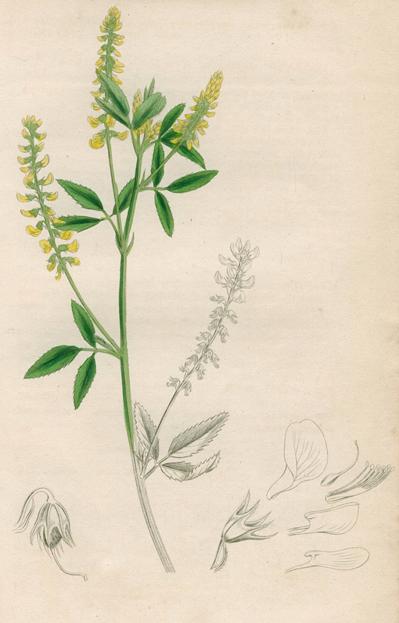 Unidentified Melilotus, Sowerby, 1839